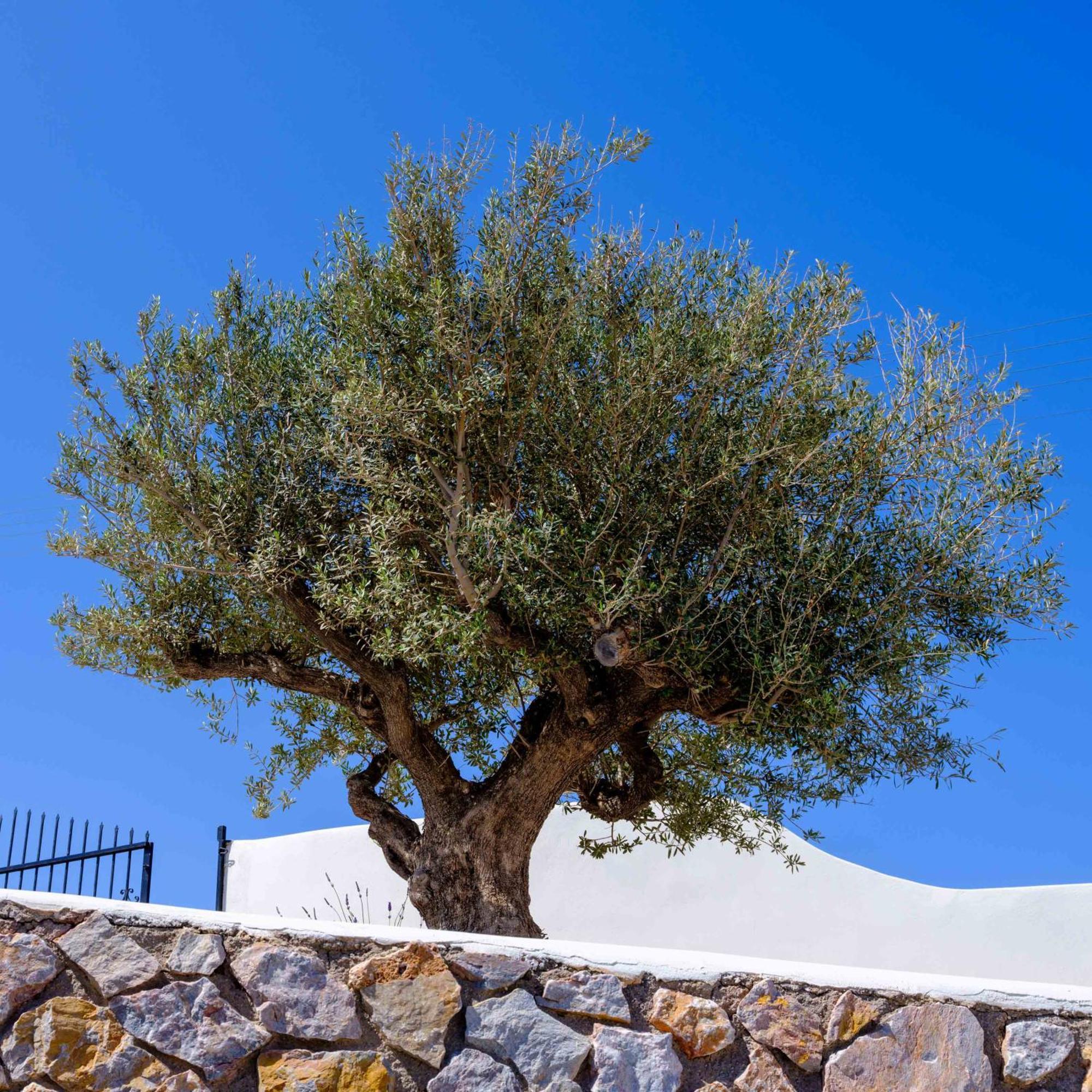 Santorini C Villa 산토리니 외부 사진